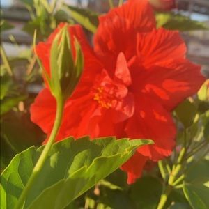 Meet your Posher, Shealaney